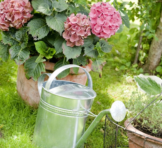 Gießkanne und Blumen