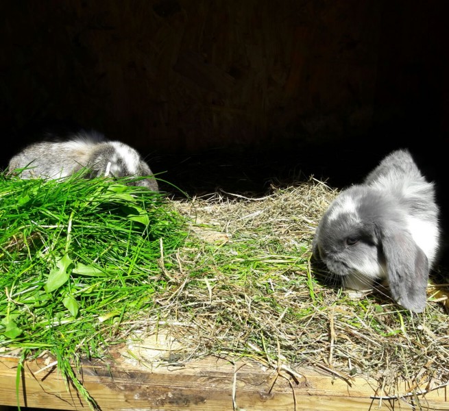 Flauschige Hasen im Gehege